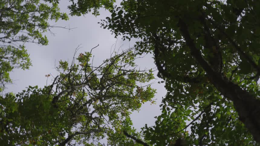 Hooded Person In Forest