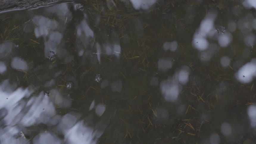 Drops of rain land in a puddle