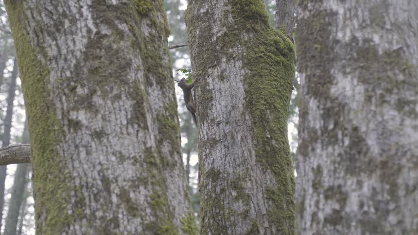 A chipmunk climbs a tree very fast