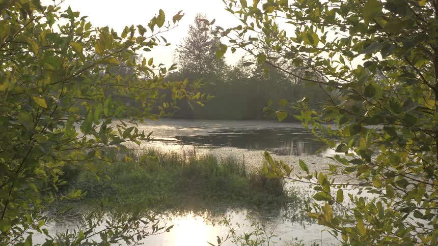 The sun shines on a swampy patch in the middle of a forest