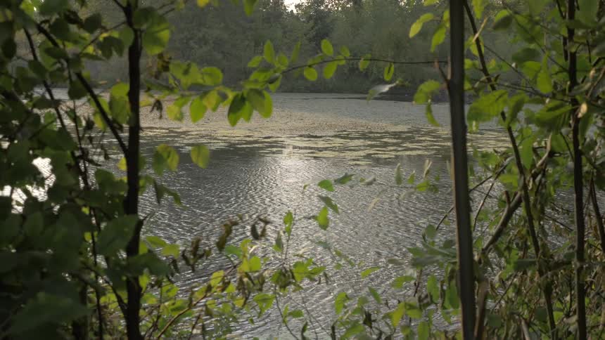 The water is rough in the lake behind the trees