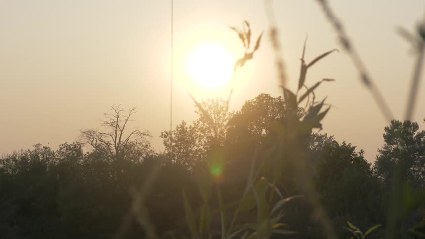 Plants sway in the breeze while the sun rises over some trees in the distance