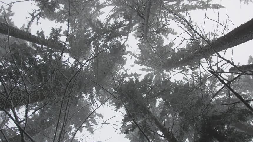 The forest trees are tall and covered with frost and snow