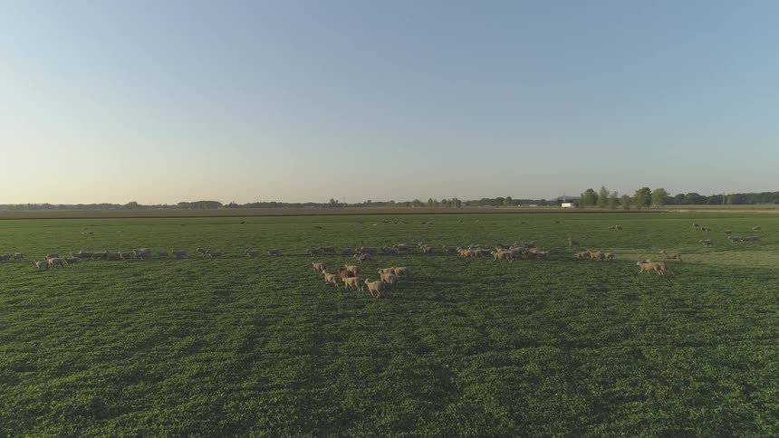 Sheep run across an enormous green field
