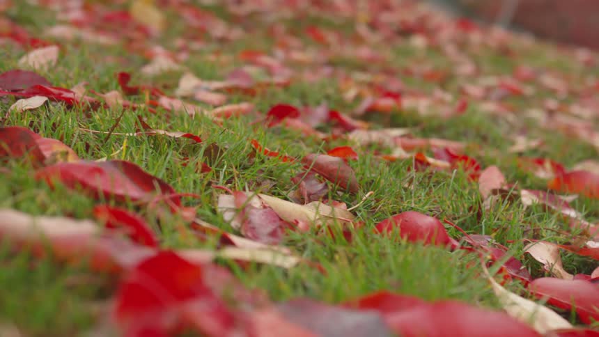 Kids Playing At Park