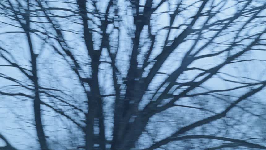 Birds fly above trees with bare branches