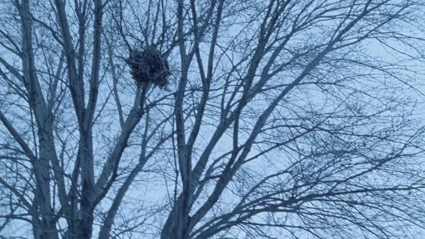 The bird flies high over the tall trees