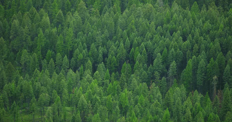 The forest is vast and full of tall green trees