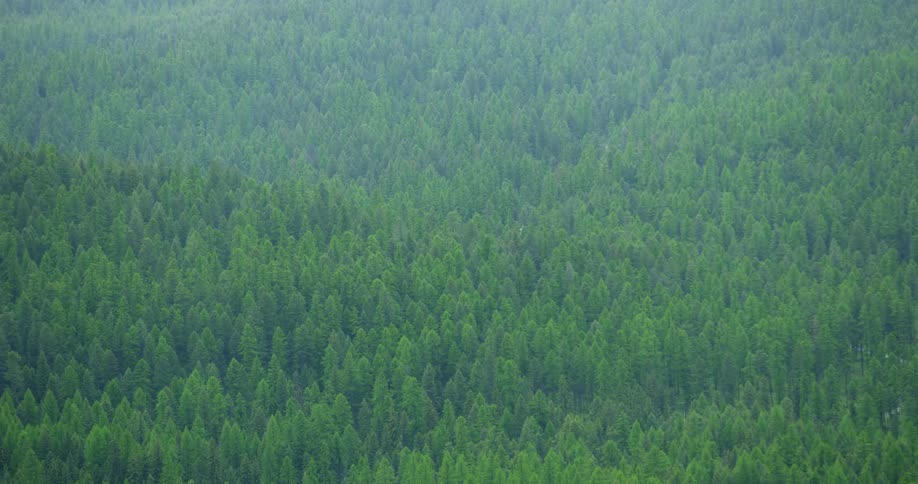 A bright green forest of trees