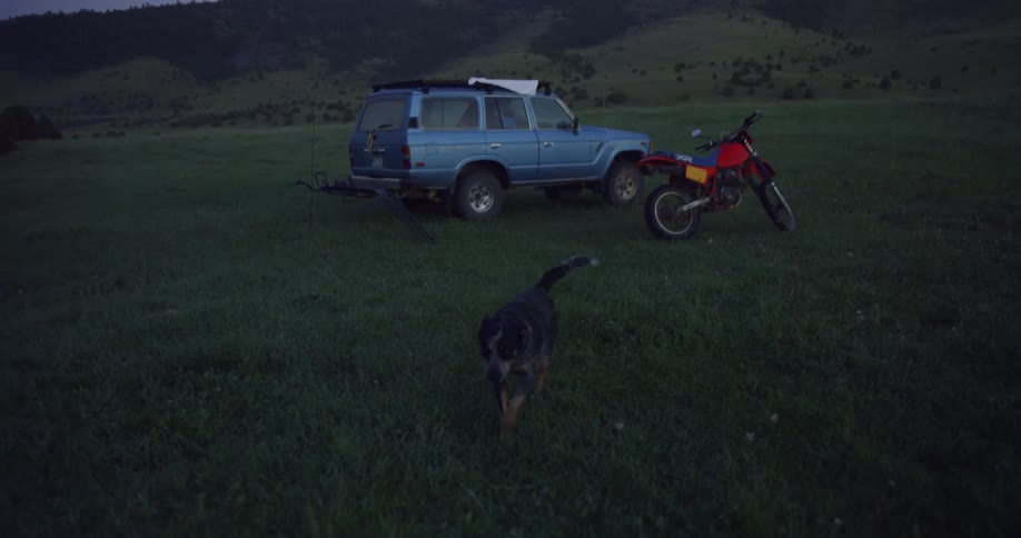 Dog runs towards camera on grass near sunset