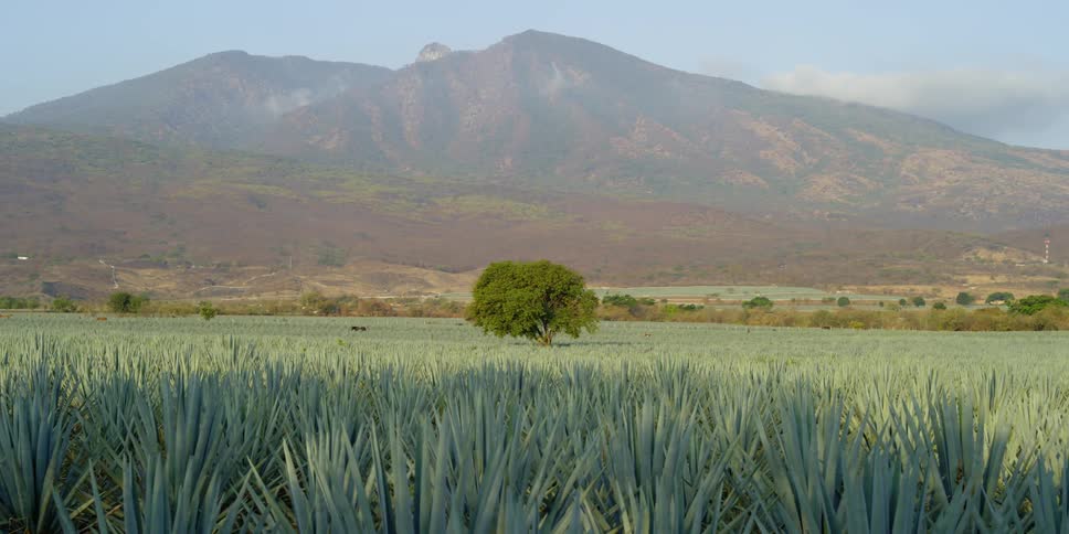 A tree in an agave field next to a mountain