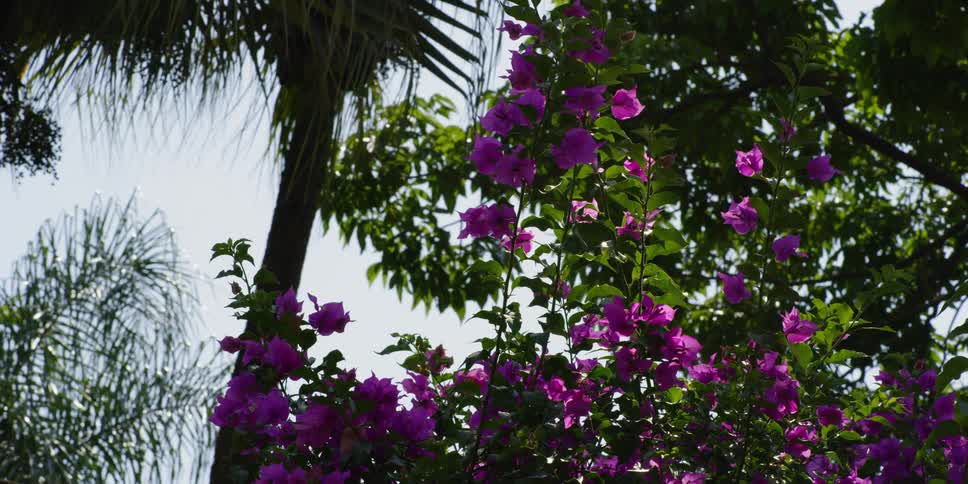 Purple flowers with a palm tree and clear sky in the background