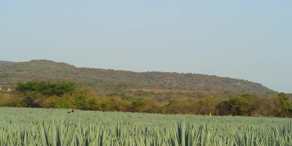 A person in the distance travels through an agave field