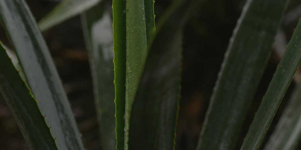 Agave plants outdoors in slight rain