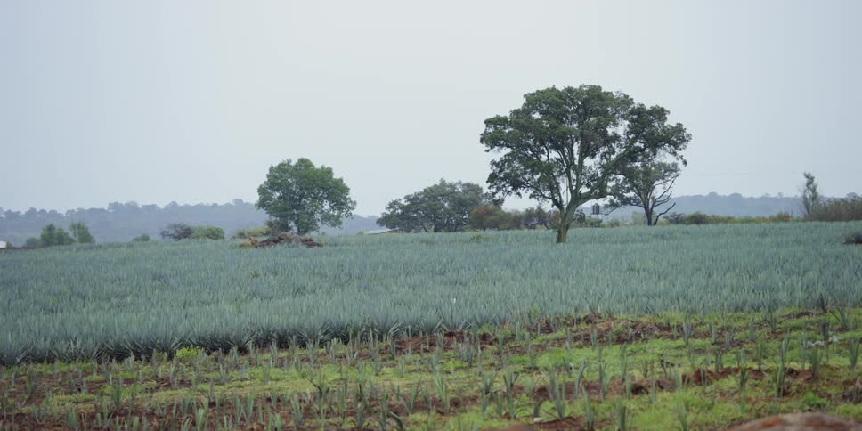 Agave farm with trees in background