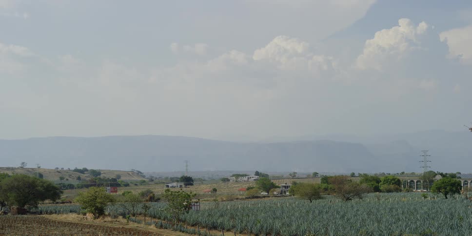 Field of agave crops with cars in background