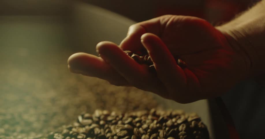 A person sifts through coffee beans in a roaster
