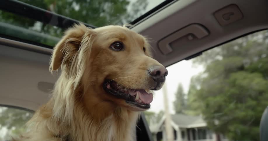 A dog looks around as he travels in the car