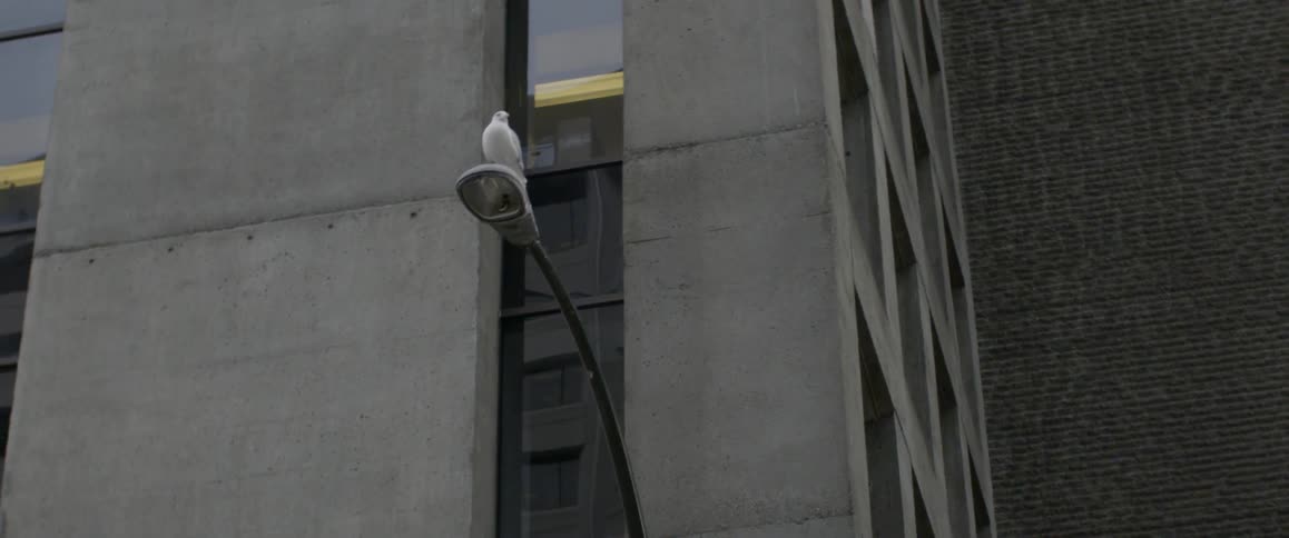 Bird sits on street light in front of building in the afternoon