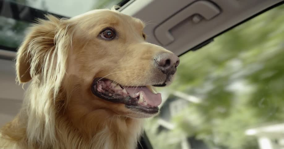 A dog is riding in a vehicle