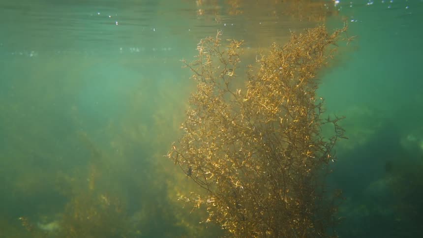 Plants are floating under the ocean