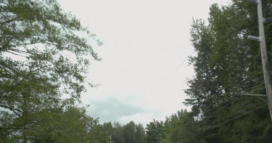Telephone poles and wires surrounded by trees and branches