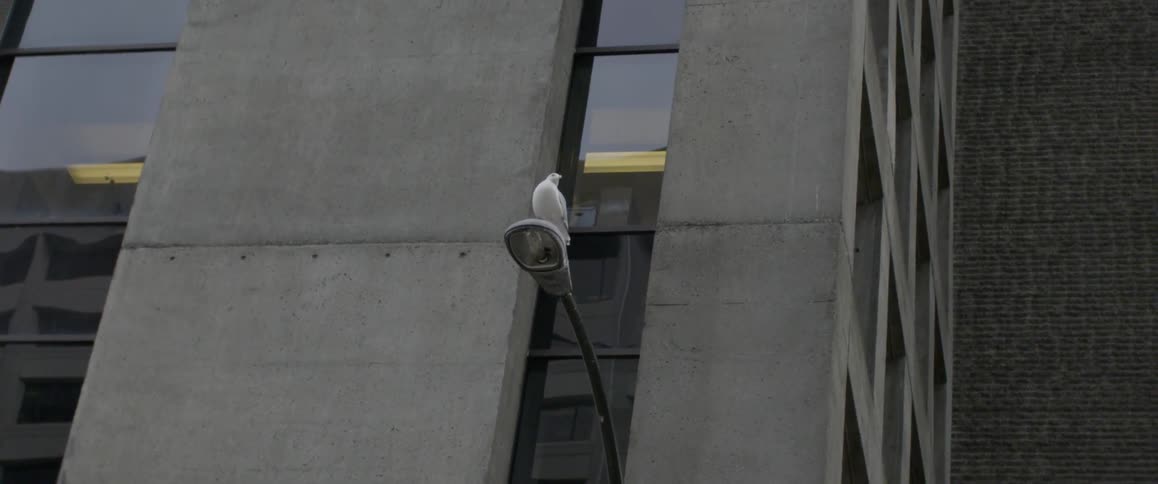 A bird sits atop a streetlight next to a concrete building