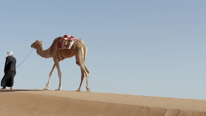 Person walking a camel across the desert sand