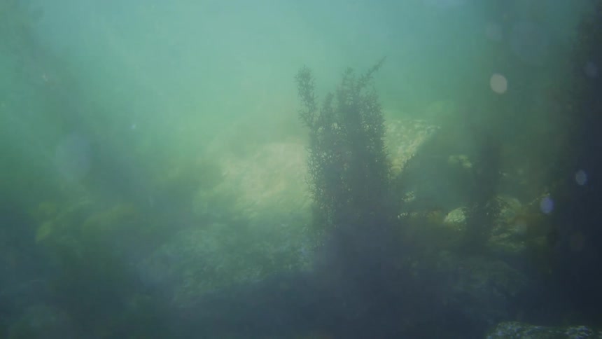 Underwater is murky with seaweed all over