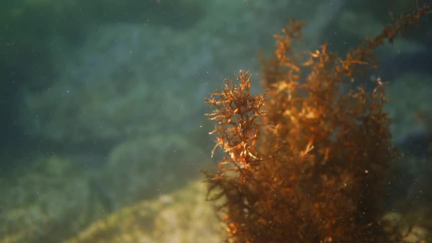 Underwater view of plants
