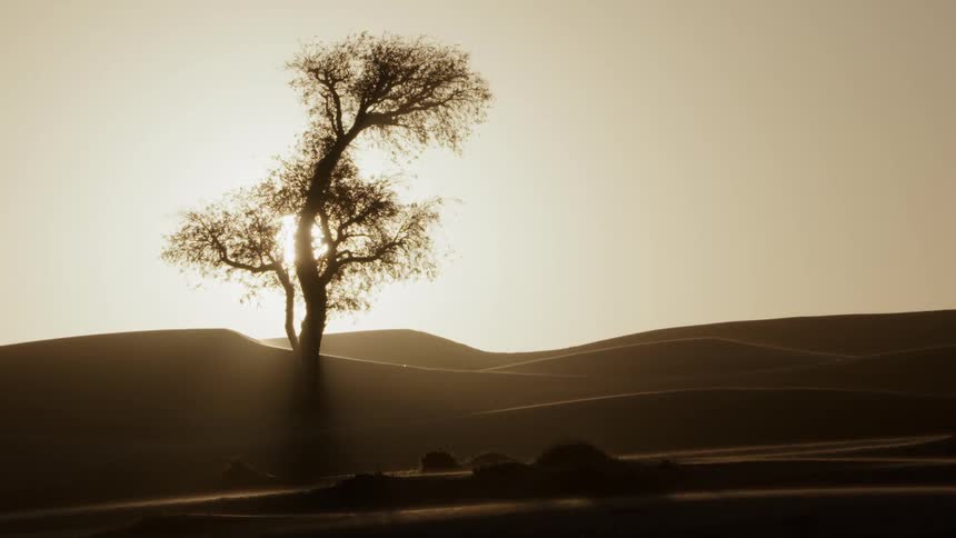 A lone tree sits near the hills at sunset