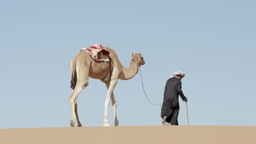 Man walks in desert leading a camel