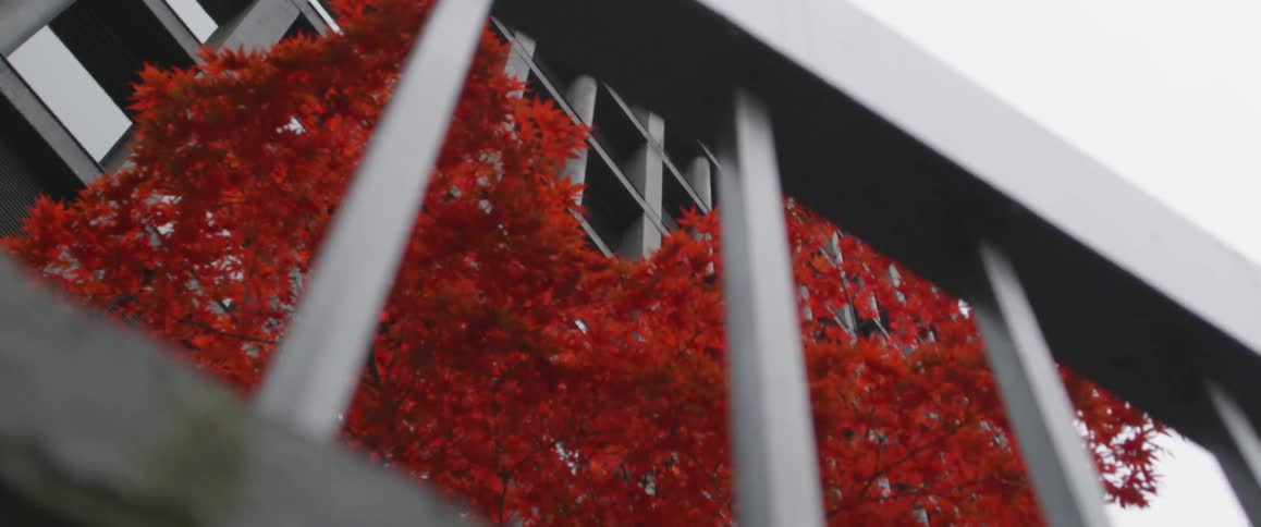 A red tree in front of a large building