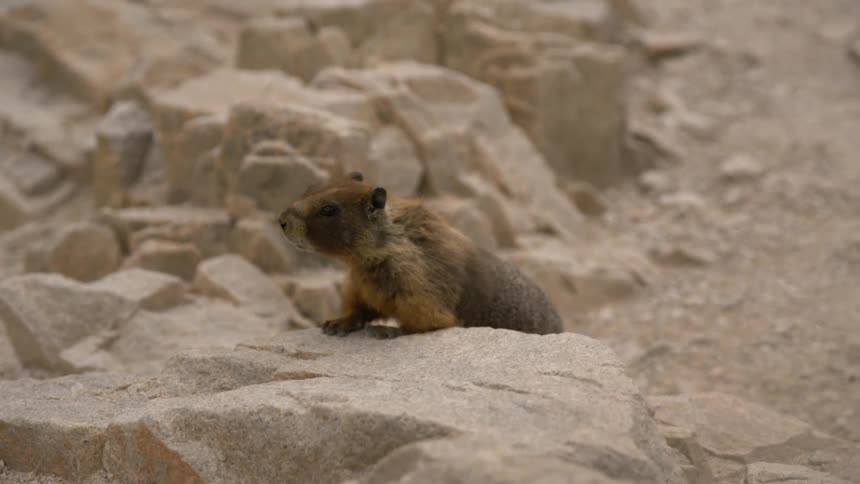 A squirrel in rock