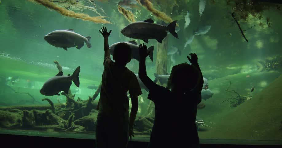Kids looking at fish in a large aquarium