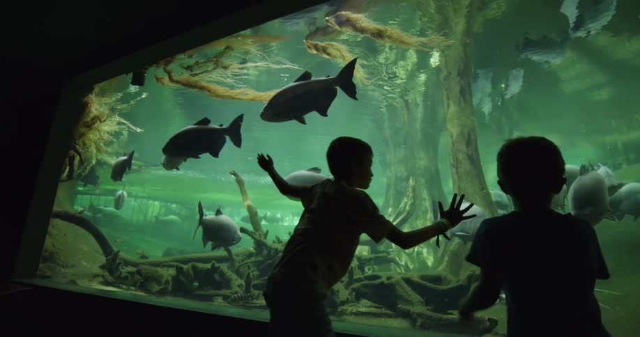 Boys play while standing near aquarium tank