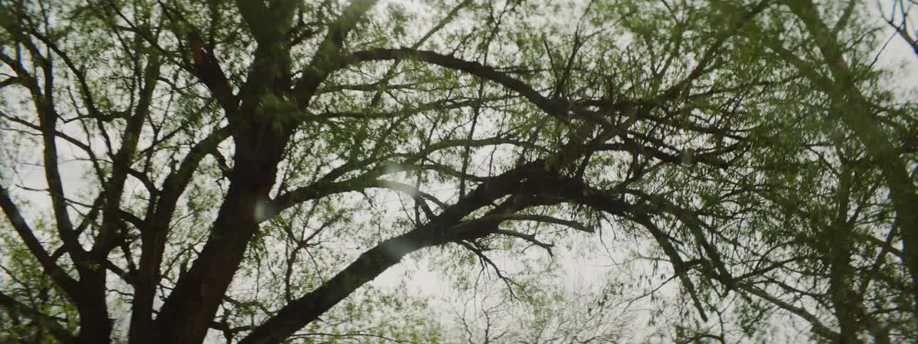 Driving under trees on a party cloudy day