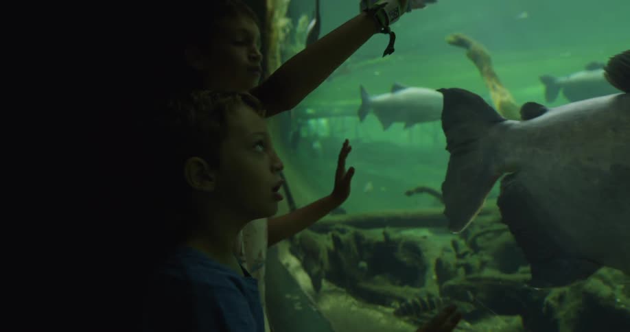 Children looking at a large fish tank and putting their hands on the tank