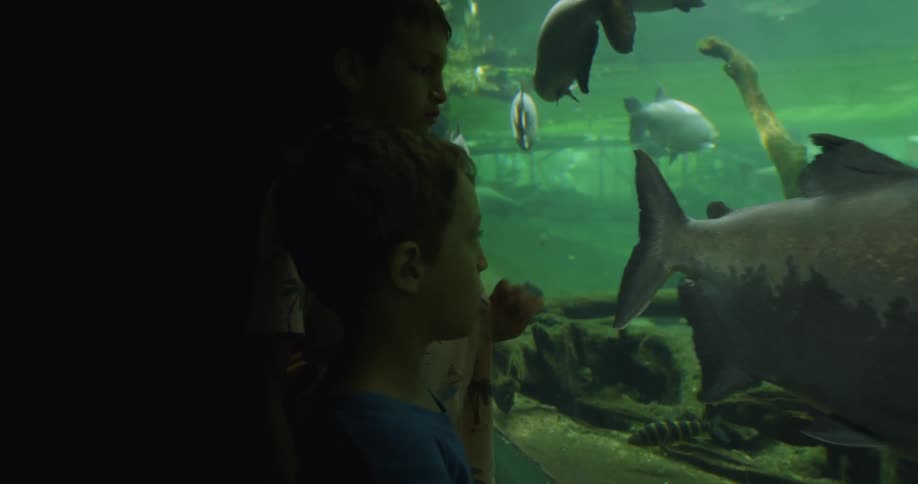 Two boys looking at fish in a aquarium