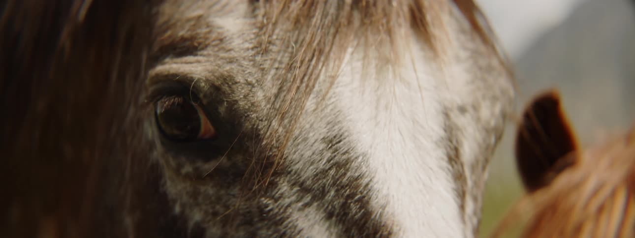 A horse is outside during daytime