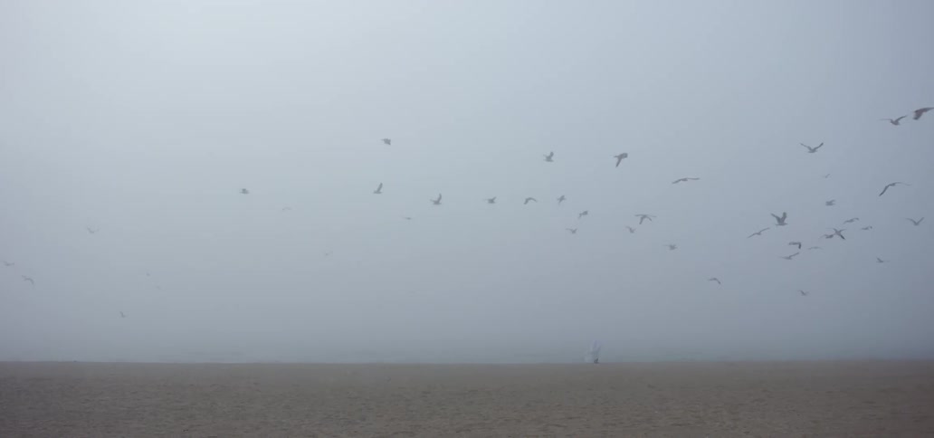 Birds are flying in the horizon