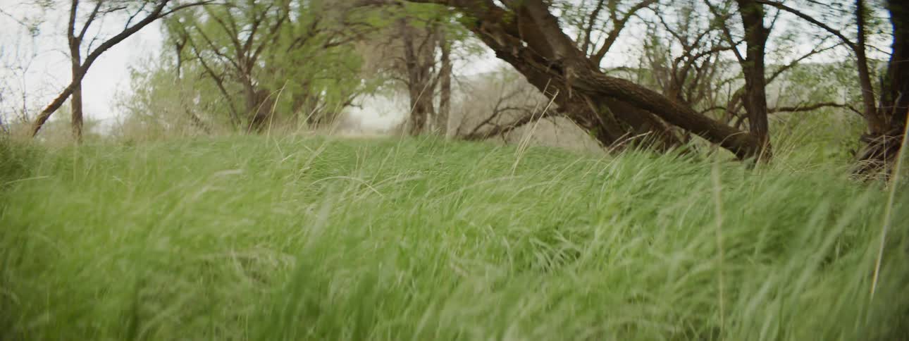 Grass flutters in the wind