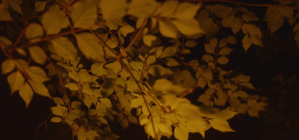 Leaves flicker under firelight