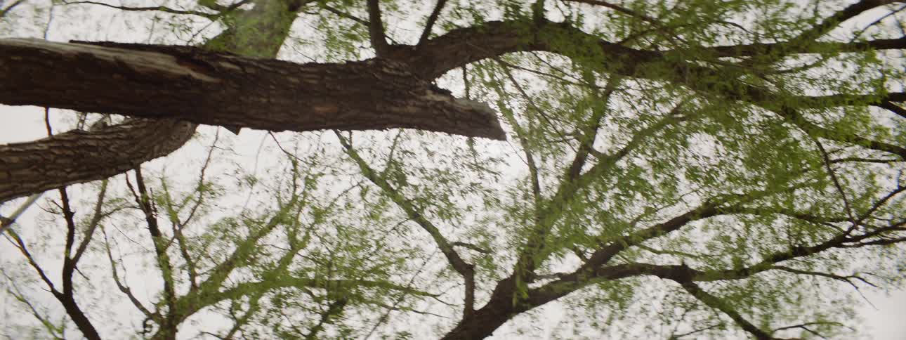 The wind is slowing the leaves on the tall tree