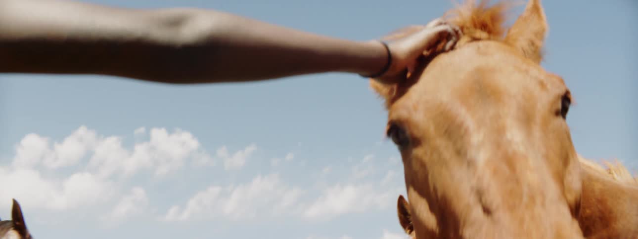 A person is petting horses by a fence