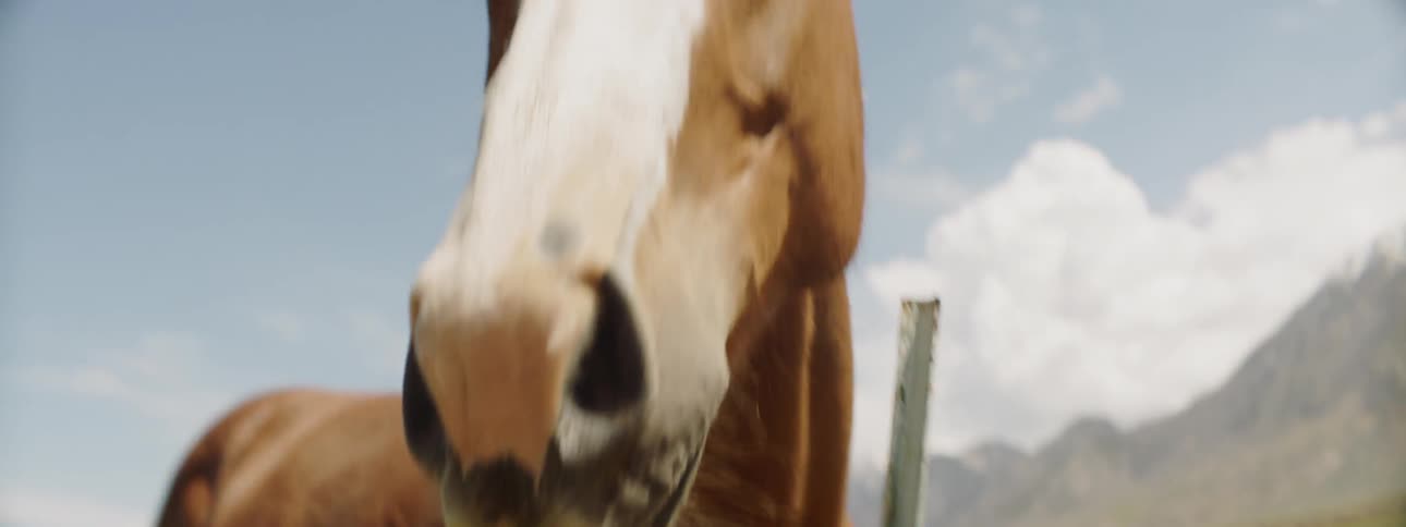 Two horses stand next to a barbed wire fence on a ranch