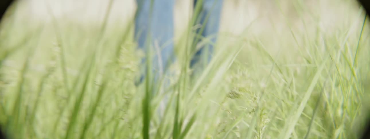 Two pairs of legs walk through tall grass