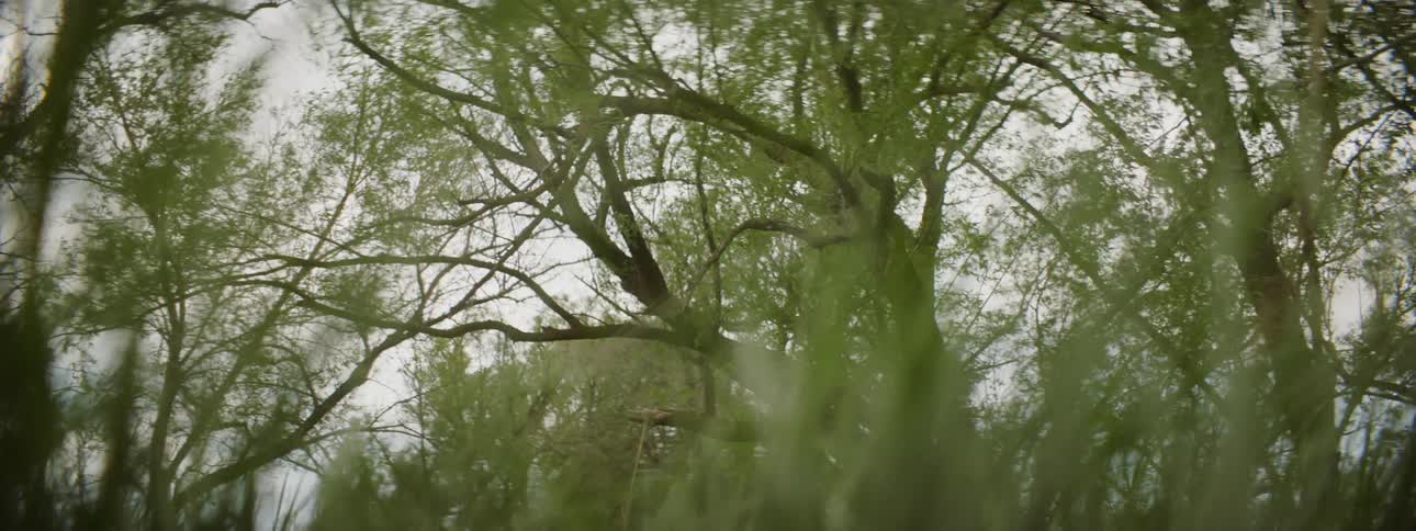 The wind is blowing the tall grass and tree
