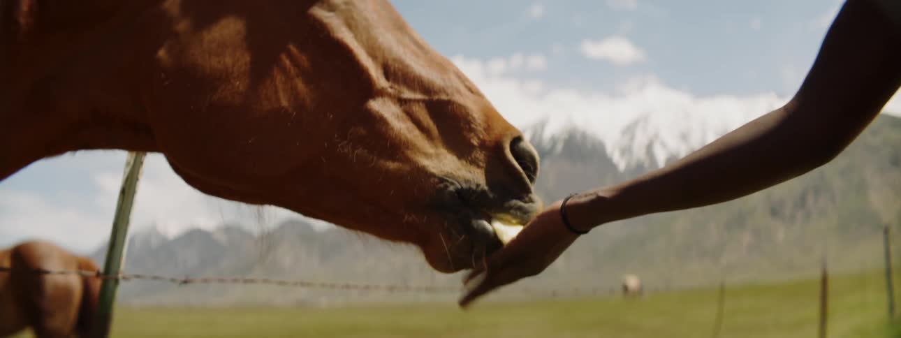 Person feeds horse apple over fence