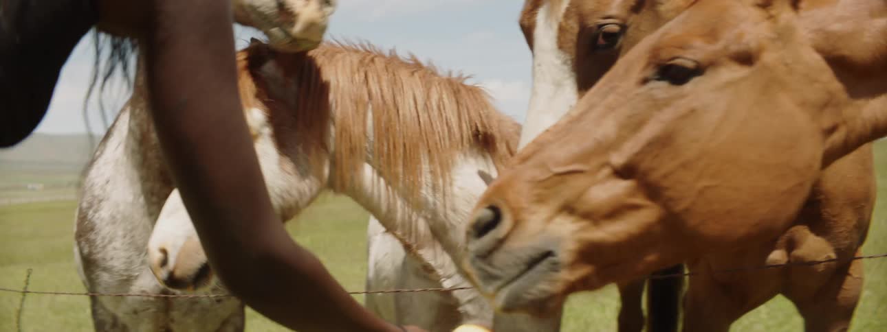 A person is feeding apples to a horse